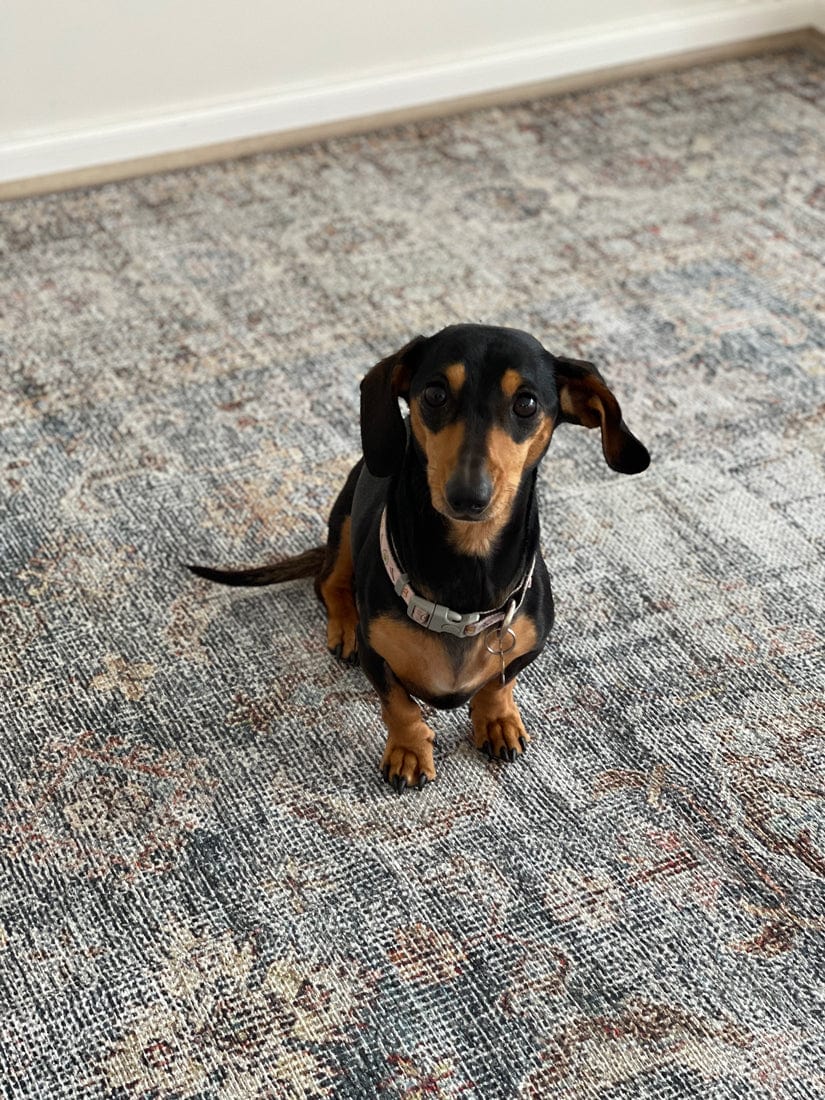 sorra blue and brown traditional distressed washable rug sorra blue and brown traditional distressed washable rug